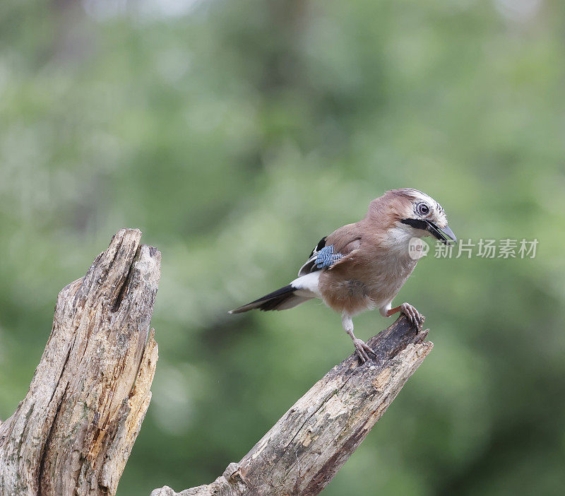 欧亚松鸦(Garrulus glandarius)